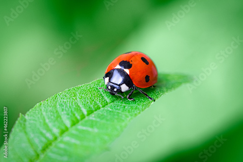 Ladybug on green leaf © Rome