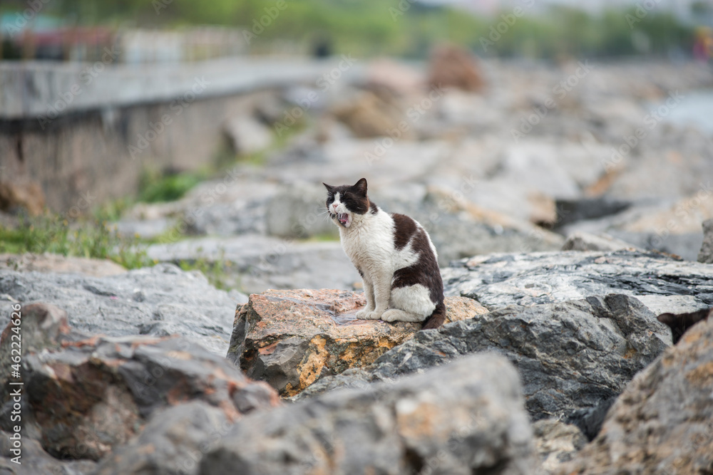Stray cat yawning on some rocks on the coast of Istanbul Stray cat yawning on some rocks on the coast of Istanbul