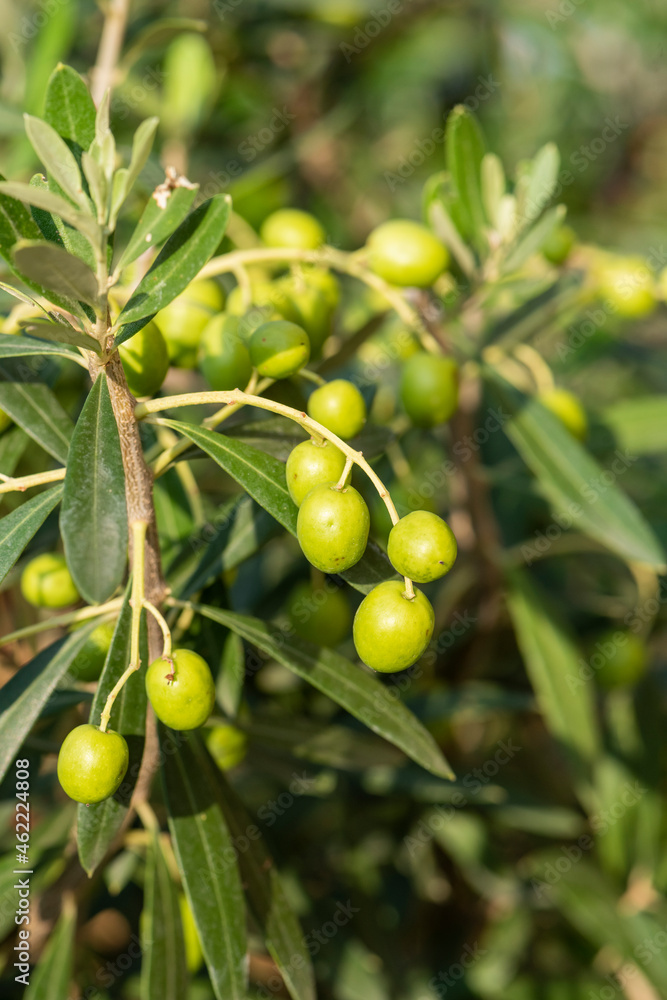 the olives on the tree are ripening