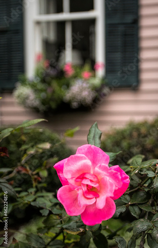 Porch flowers