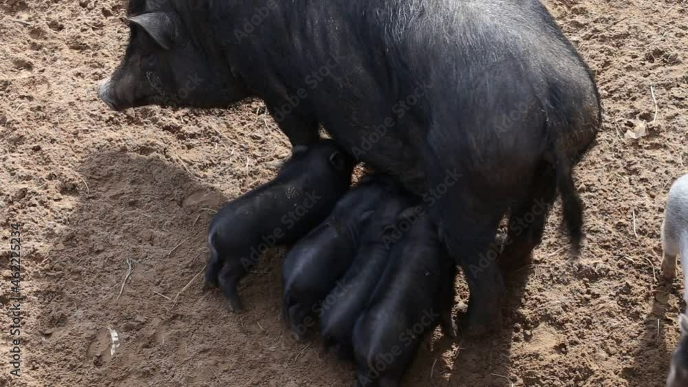 piglets drink milk from their mother. Vietnamese pig eating. piglets drink milk from their mother. Vietnamese pig eating.