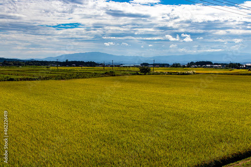 綺麗に実る稲と青空の風景