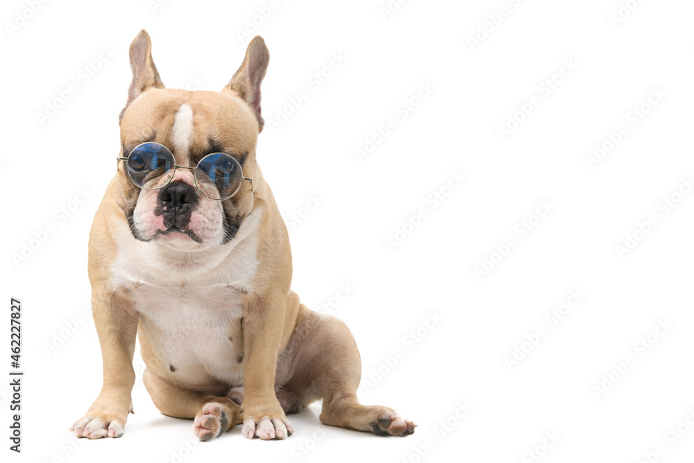 cute french bulldog wear glasses sitting isolated, pet and animal concept