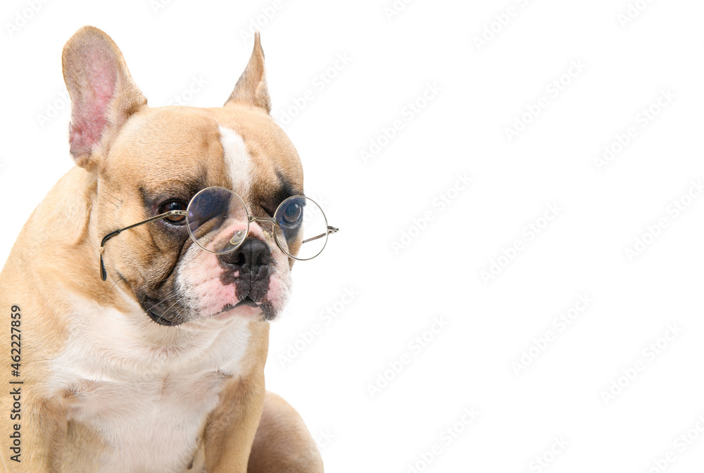 cute french bulldog wear eye glasses isolated cute french bulldog wear eye glasses isolated
