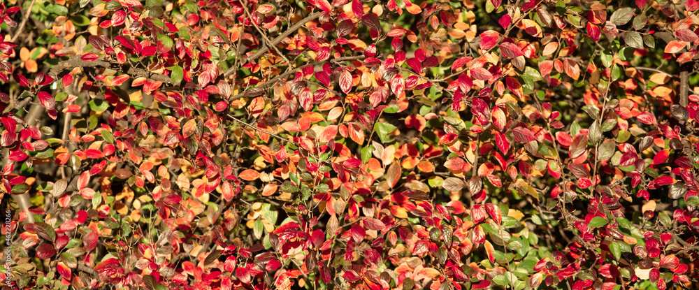 Autumn leaves for backgrounds. Colors. Banner