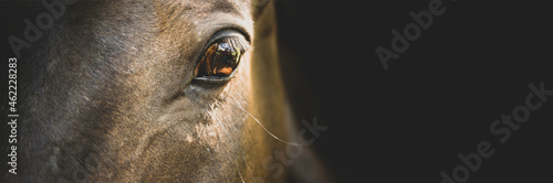 Horse portrait close up, detail. Horse head on a black background, banner. Calm, relaxed © Ella