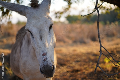 charming horse eating some leaves of a tree in the field photo