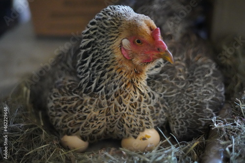 Bild auf Leinwand Brown and yellow broody hen with eggs underneath in the nest