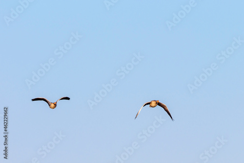 Pair of Greylag goose flying in the clear sky