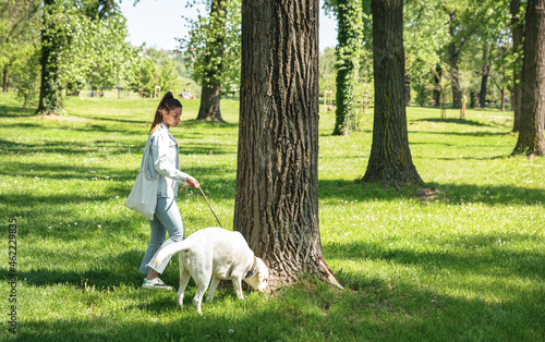 Young woman walking her Labrador retriever pet dog on the leash through the park and dog stop near tree to sniff it 