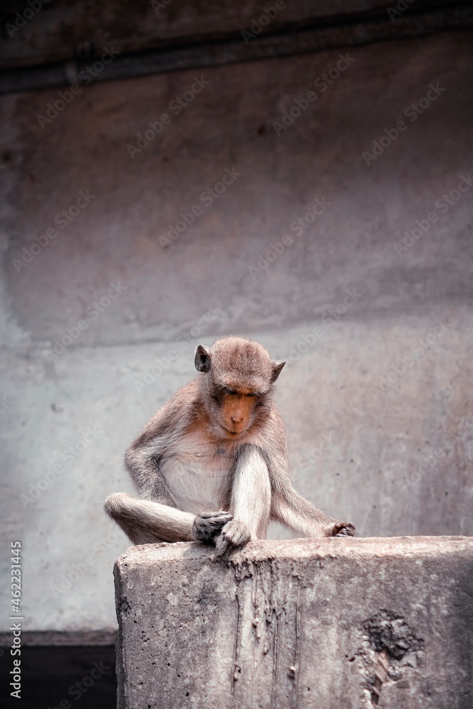 The monkey sits alone on a concrete bridge