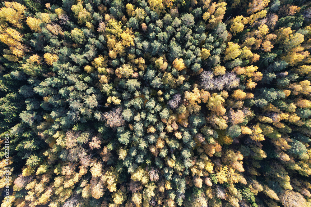Pattern of autumn trees Pattern of autumn trees