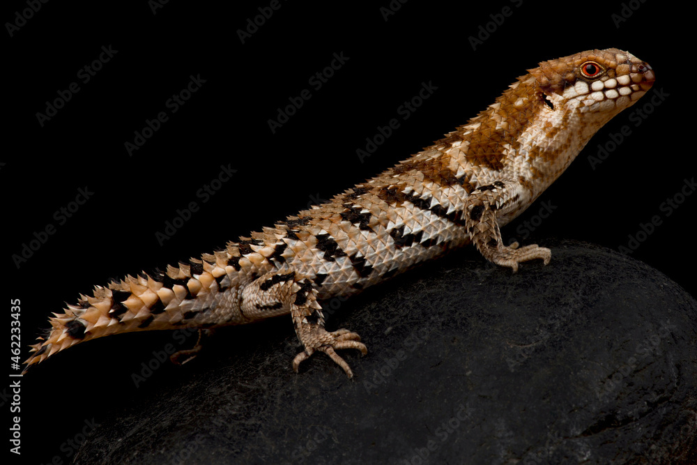 Naklejka premium Pygmy spiny tailed skink (Egernia depressa)