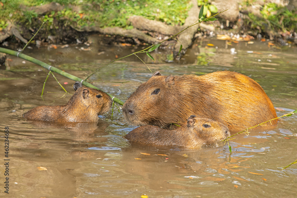 A mother Capybara and pups. The capybara is the largest living rodent and is native to South America. It's a member of the genus Hydrochoerus. A mother Capybara and pups. The capybara is the largest living rodent and is native to South America. It's a member of the genus Hydrochoerus.