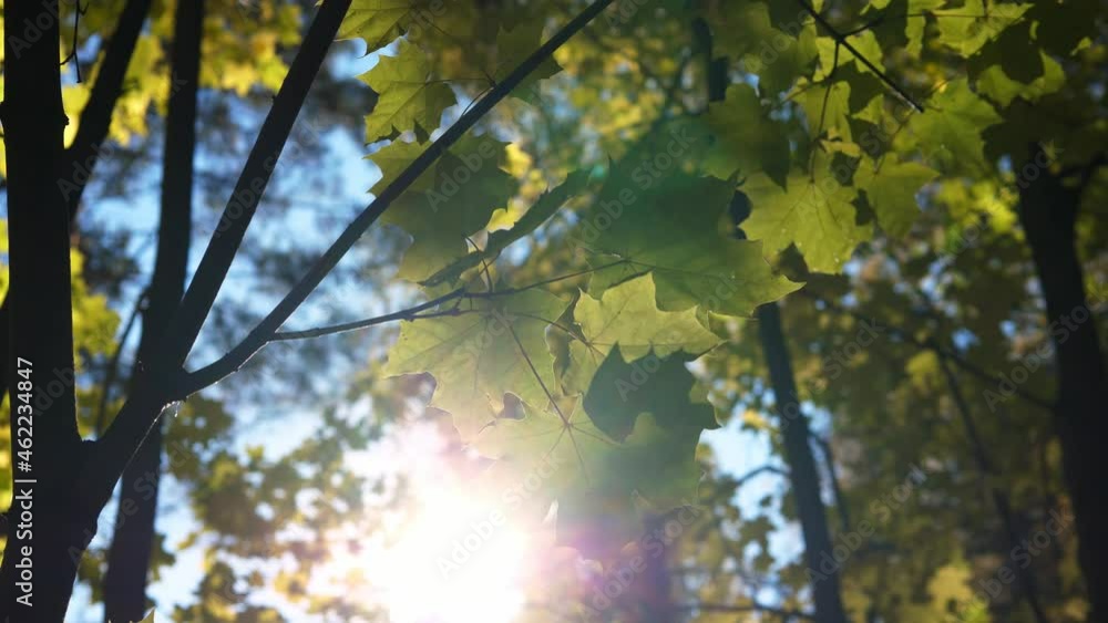 Leaves of a tree fluttering in the wind. The sun is shining through. Leaves of a tree fluttering in the wind. The sun is shining through.