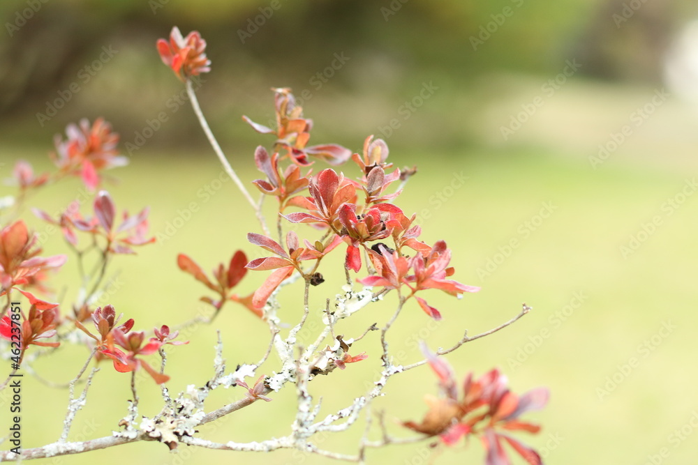 秋の植物