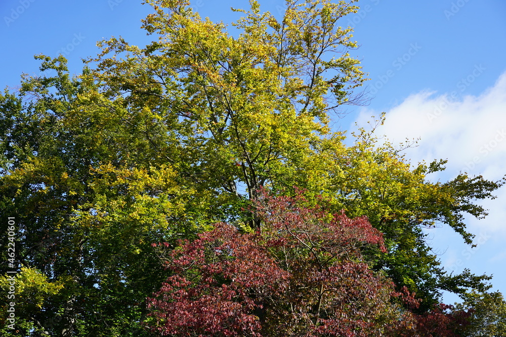 Bäume mit buntem Herbstlaub bei Sonnenschein vor blauem Himmel und weißer Wolke