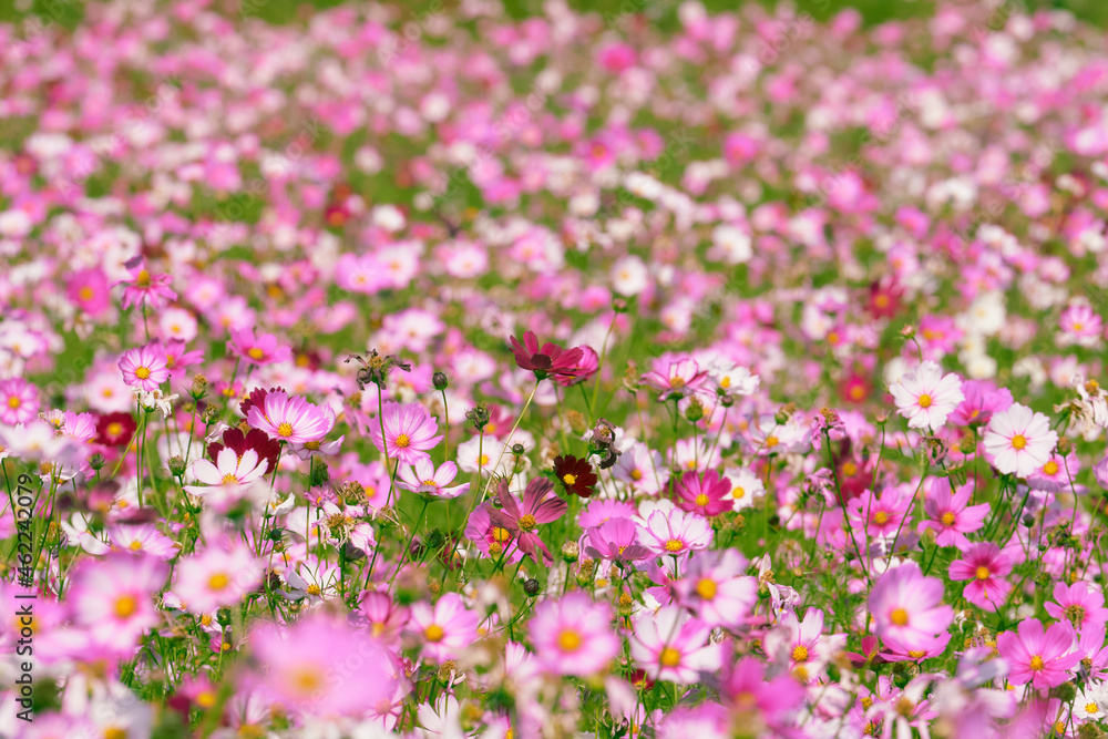 This is a photo of a cosmos field with cosmos filling the screen. This is a photo of a cosmos field with cosmos filling the screen.