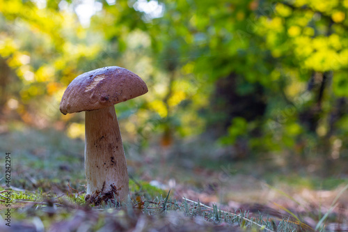 edible thin porcini mushroom grow in nature