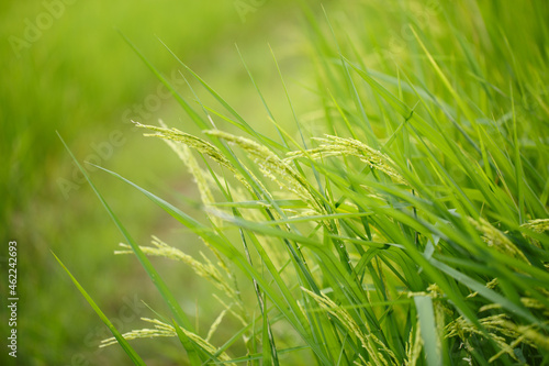 Rice flowers on field