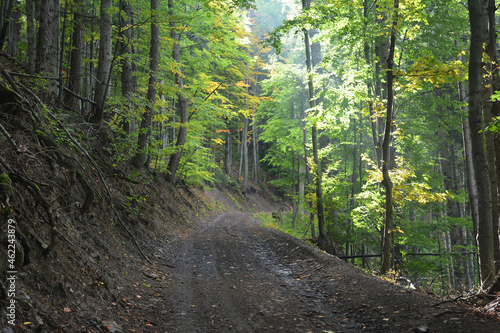 A mountain path, road that rises in a beechwood forest in autumn. Hiking in the mountains through a beech forest.
