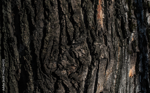 chestnut bark with visible details. background or textura