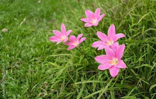 pink lotus flower soil