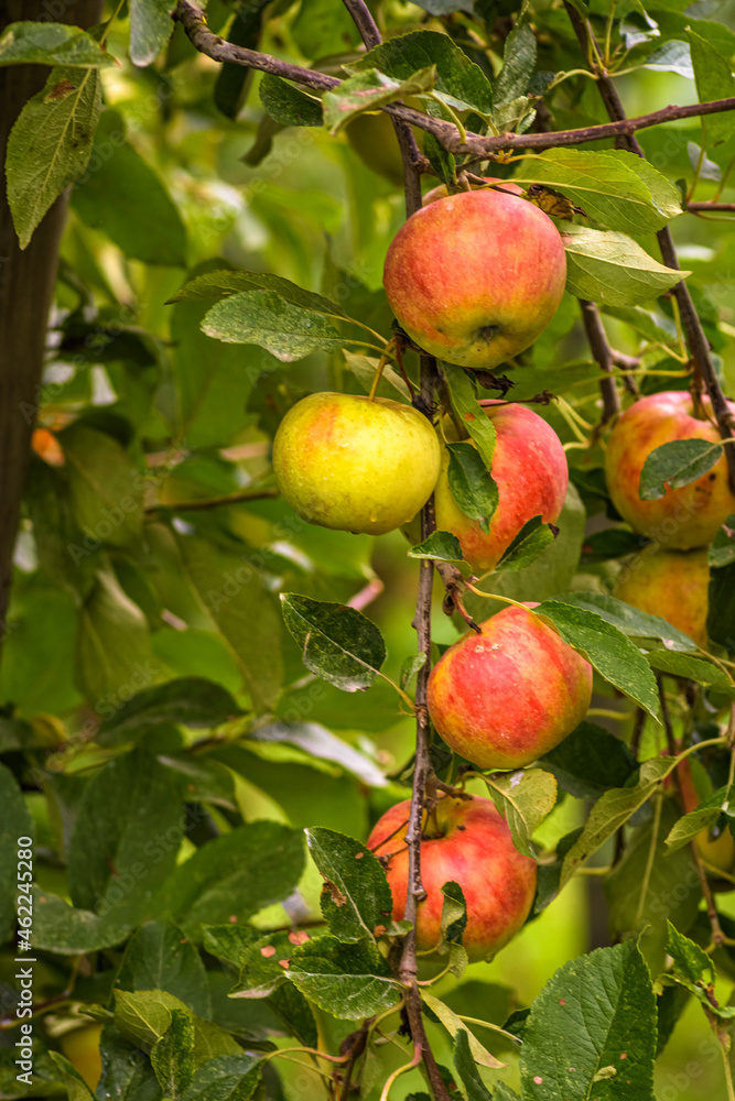 Red apples, hanging in a tree Red apples, hanging in a tree