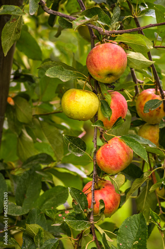 Red apples, hanging in a tree