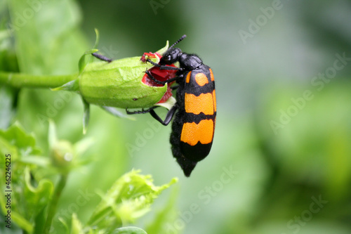 Large yellow-banded Blister Beetle (Mylabris phalerata) feeding on hibiscus plant © Sanjiv