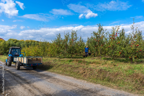 Picking apples in the fall. A tractor with a full carriage of apples drives out of the garden