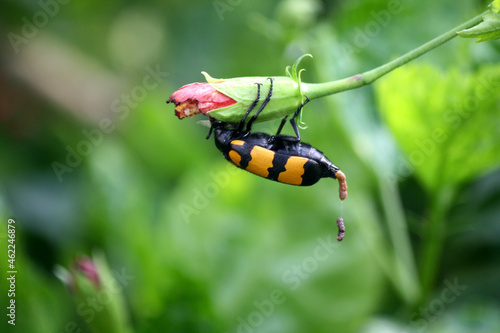 Large yellow-banded Blister Beetle (Mylabris phalerata) feeding on hibiscus plant photo