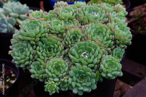 Succulent plant Echeveria Vicent Catto. Horticultural variety of succulents. Variety of succulent plant in a pot with water accumulated in its leaves