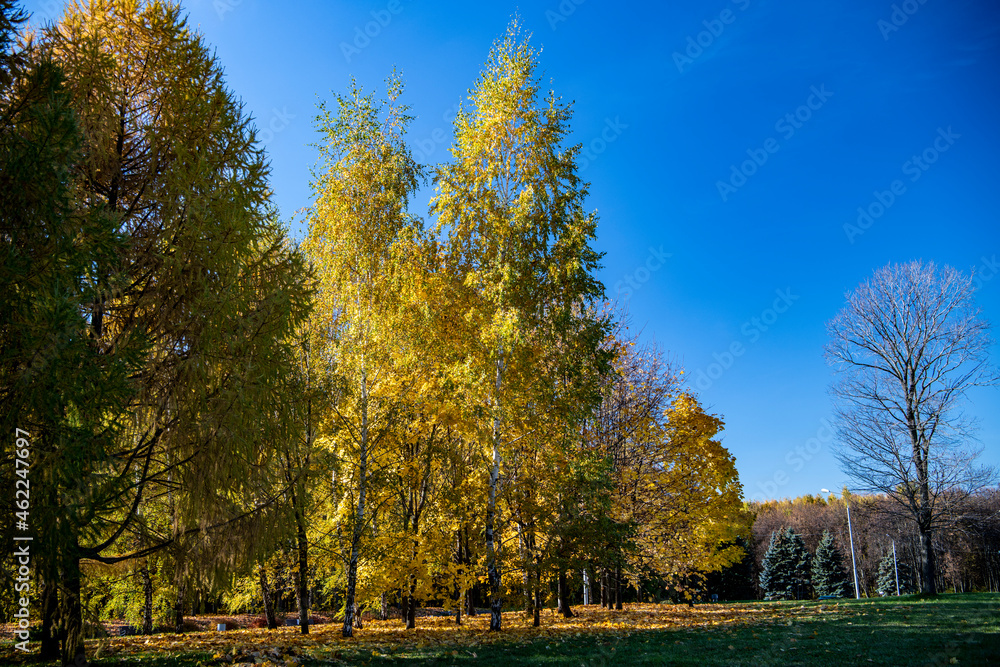 yellow trees in the park against the blue sky on a sunny day 