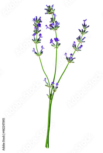 Fototapeta Naklejka Na Ścianę i Meble -  Flowers of Lavender isolated on a white background