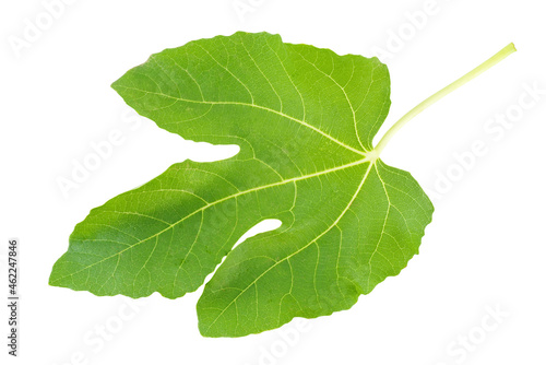 Leaf of fig tree isolated on white background