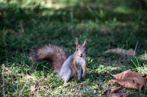 red squirrel harvests nuts for the winter in an autumn yellow park in sunny weather © константин константи