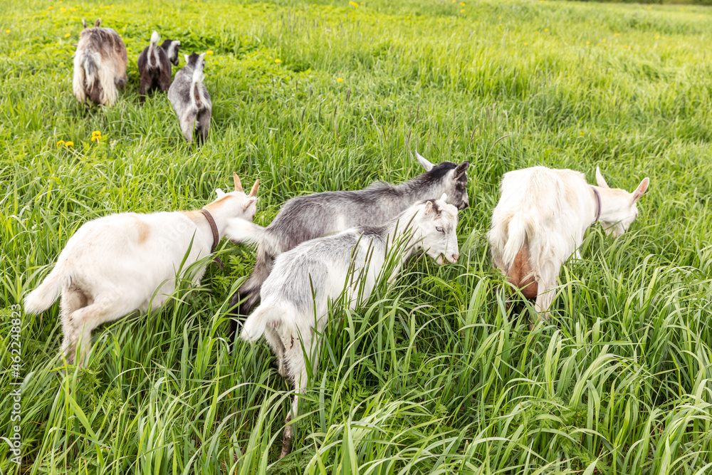 Obraz premium Cute free range goatling on organic natural eco animal farm freely grazing in meadow background. Domestic goat graze chewing in pasture. Modern animal livestock, ecological farming. Animal rights.
