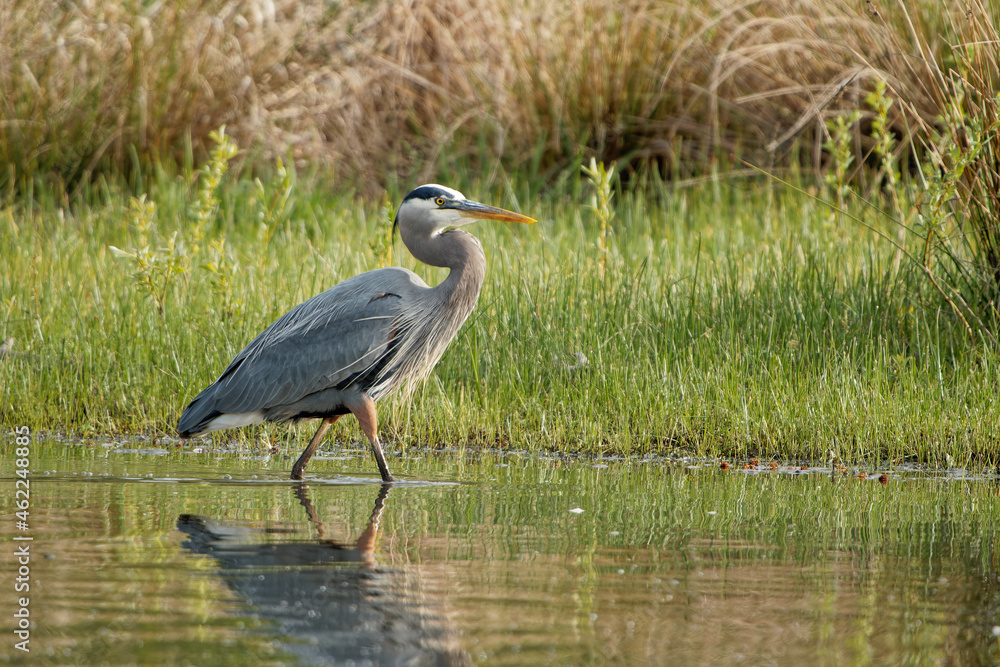 Fototapeta premium Shot of a Great Herons bird with folded neck standing in water and grass in the background