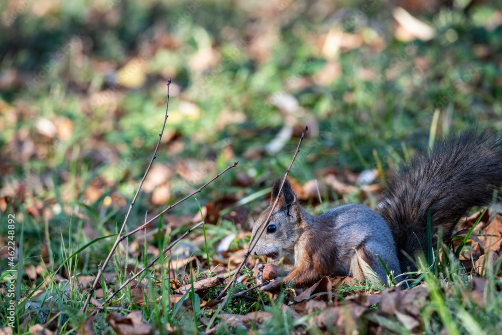 red squirrel harvests nuts for the winter in an autumn yellow park in sunny weather