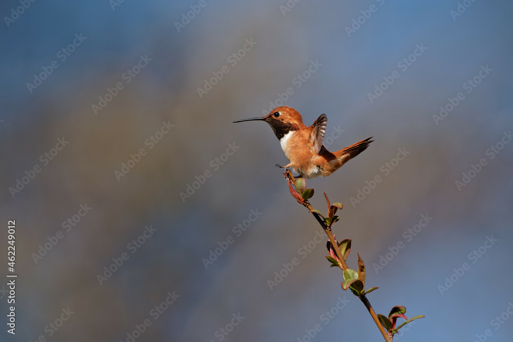 Fototapeta premium Beautiful shot of a little hummingbird on a tree branch with a blue sky in the background