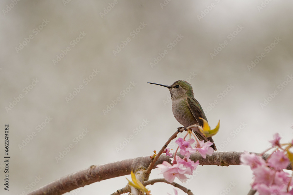 Fototapeta premium Selective focus shot of a hummingbird standing on a blooming flower tree
