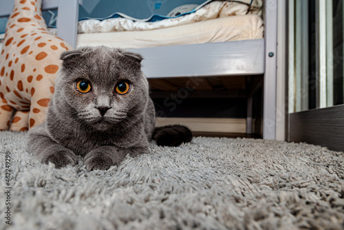 British Shorthair cat / British Blue / eye of the 
Kitty