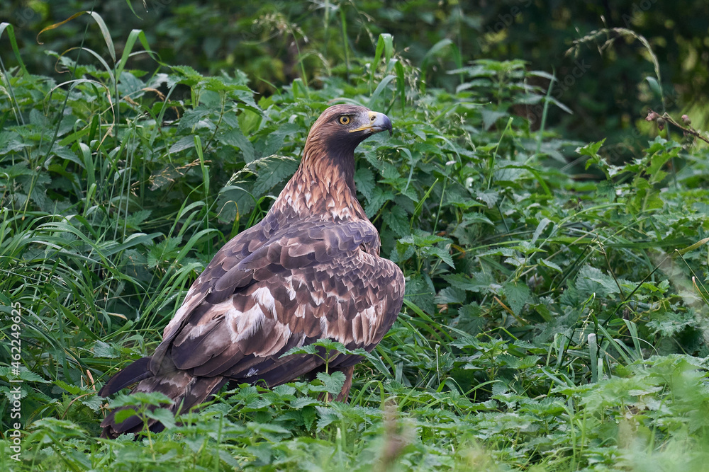 Fototapeta premium Golden eagle (Aquila chrysaetos)