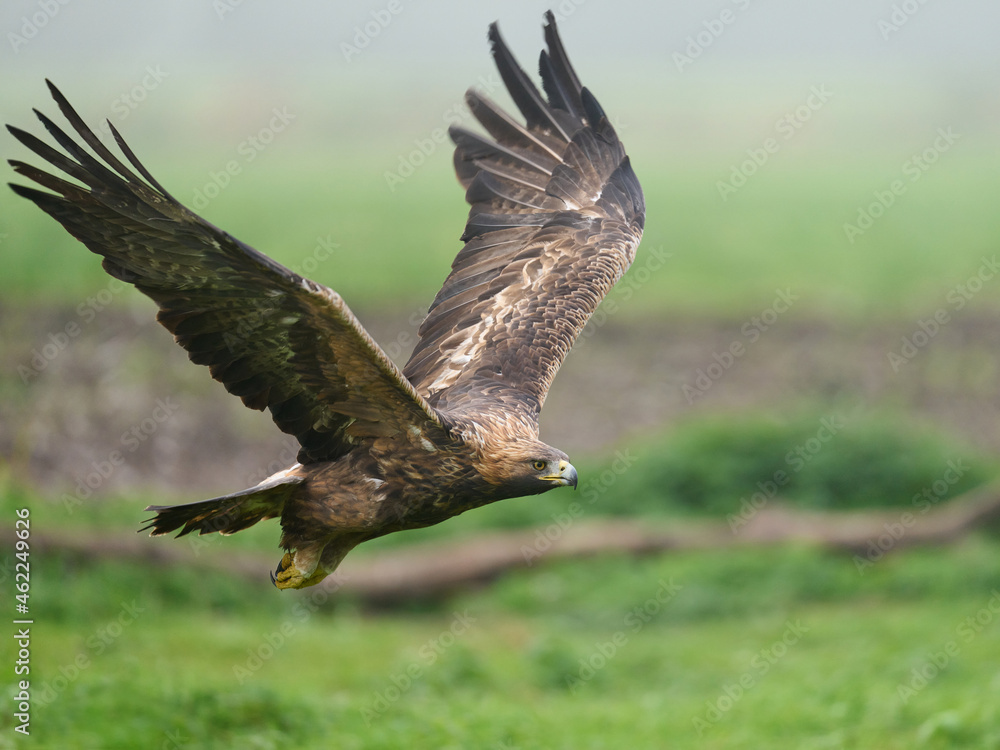Golden eagle (Aquila chrysaetos) Golden eagle (Aquila chrysaetos)