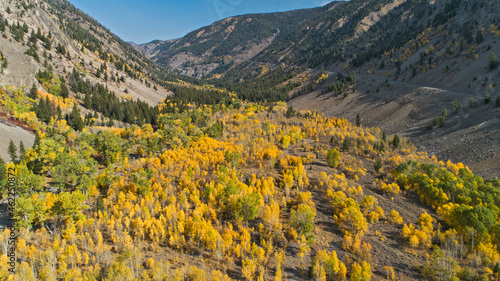 Drone aerial photo of an aspen grove that has beautiful fall colors near Sun Valley, Idaho