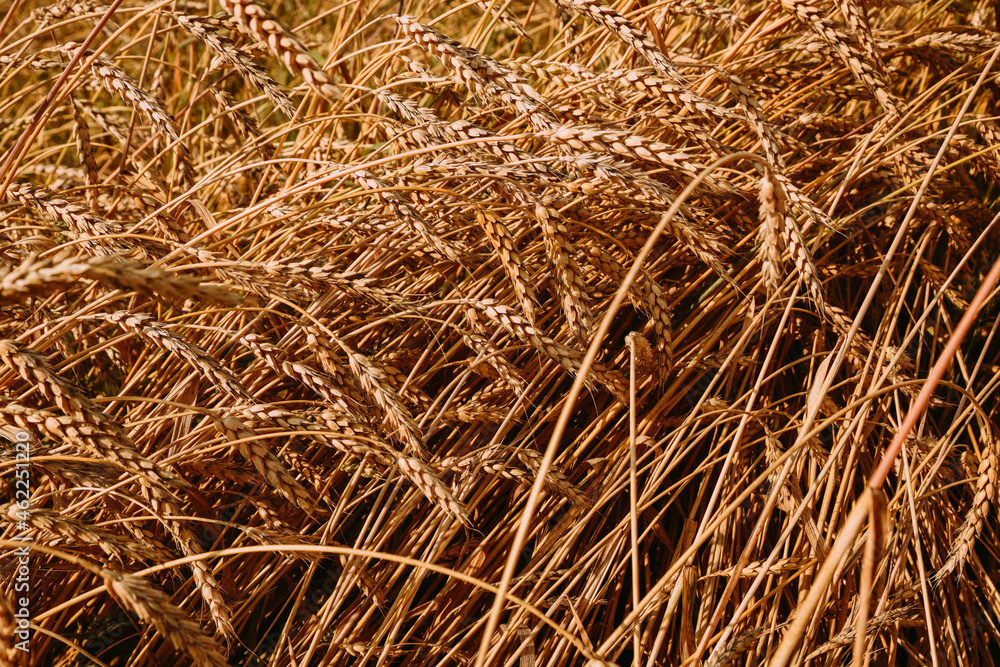 Field of ripe golden wheat against a cloudy sky Field of ripe golden wheat against a cloudy sky