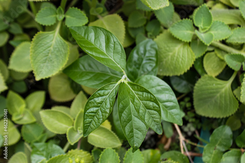 green leaves background