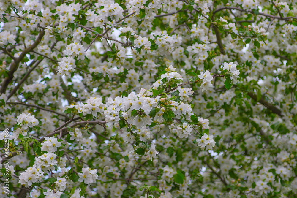 The apple tree bloomed in May