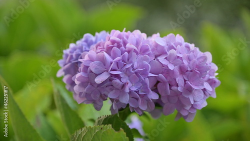 close up of a flower © Sanjay